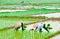 Asian Women in Rice Fields