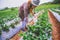 Asian women strawberry picking in the garden. travel nature on the Mountain During the holidays. garden Strawberry