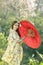 Asian women wearing traditional japanese kimono and red umbrella