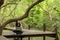 Asian women working and drinking coffee after education nature and forest input the laptop under big tree. The mangrove forest n