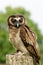 Asian Wood Owl