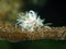 Asian Woolly Hackberry Aphid, Shivaphis celti