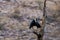 Asian woolly necked stork or Asian white necked stork bird pair on a dead tree perch beautiful isolated background at ranthambore