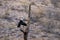 Asian woolly necked stork or Asian white necked stork bird pair on a dead tree perch beautiful isolated background at ranthambore