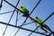 Asian worker wear safety height equipment to build a steel roof structure in the construction site