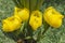 Asian yellow exotic flowers & x28;Impatiens psittacina& x29;