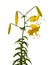Asian yellow lilies `Citronella ` on a white background isolated