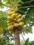 Asian yellow papaya fruit in indonesian country