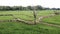 Asian young adult walking on ridge in green rice field. Ecology travel in Nan, Thailand. person standing in wide rice terrace.