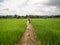 Asian young adult walking on ridge in green rice field. Ecology travel in Nan, Thailand. person standing in wide rice terrace.