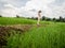 Asian young adult walking on ridge in green rice field. Ecology travel in Nan, Thailand. person standing in wide rice terrace.