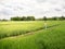 Asian young adult walking on ridge in green rice field. Ecology travel in Nan, Thailand. person standing in wide rice terrace.