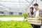 Asian young couple farmer in greenhouse hydroponic holding basket of vegetable. They are harvesting vegetables green salad.