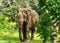 Asian young Elephant, nature background. Yala, Sri Lanka