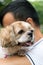 Asian young man with his Shih Tze dog