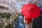 Asian young woman traveller wearing japanese traditional kimono with red umbrella sightseeing at famous destination cherry blossom