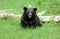 Asiatic black bear