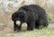 Asiatic Black Bear