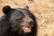 Asiatic black bear