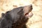 Asiatic black bear