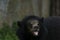 Asiatic black bear Arctictis binturong see about foods makes its mouth water