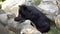 Asiatic black bear eating food