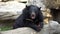 Asiatic black bear eating food