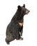 Asiatic black bear himalayan bear, ursus thibetanus