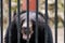 Asiatic black bear looking through the bars of a cage at the zoo.