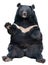 Asiatic black bear sitting