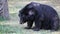 Asiatic black bear or Tibetan black bear, science names Ursus thibetanus, in grass field in HD