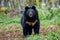 Asiatic black bear Ursus thibetanus