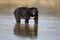 Asiatic Black Bear, Ursus thibetanus,