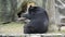 Asiatic black bear (ursus thibetanus)