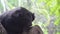 Asiatic black bear (ursus thibetanus)