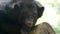 Asiatic black bear (ursus thibetanus)