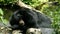 Asiatic Black Bear Ursus thibetanus, Himalayan Black Bear yawning sleeping