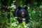 Asiatic black bear Ursus thibetanus in summer forest. Wildlife scene from nature