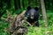 Asiatic black bear Ursus thibetanus in summer forest. Wildlife scene from nature