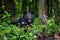 Asiatic black bear Ursus thibetanus in summer forest. Wildlife scene from nature