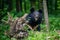 Asiatic black bear Ursus thibetanus in summer forest. Wildlife scene from nature