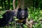 Asiatic black bear Ursus thibetanus in summer forest. Wildlife scene from nature