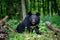 Asiatic black bear Ursus thibetanus in summer forest. Wildlife scene from nature