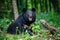 Asiatic black bear Ursus thibetanus in summer forest. Wildlife scene from nature