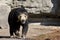 Asiatic black bear (Ursus thibetianus)