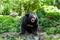 Asiatic Black Bear in the wild
