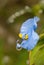 Asiatic Dayflower