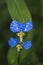 Asiatic Dayflower