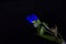 Asiatic dayflower on black background, web banner or website with garden concept