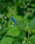 Asiatic Dayflower, Commelina communis